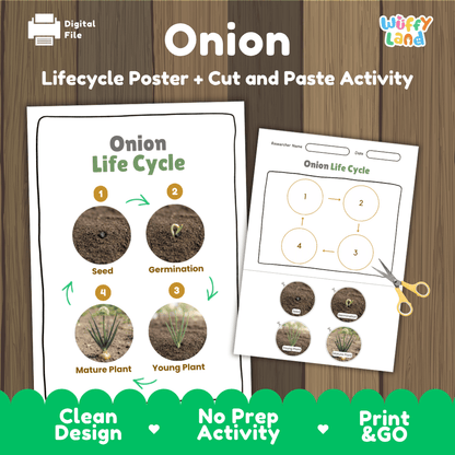 Onion plant life cycle educational poster and cut and paste printable sequencing activity featuring real photos for elementary science
