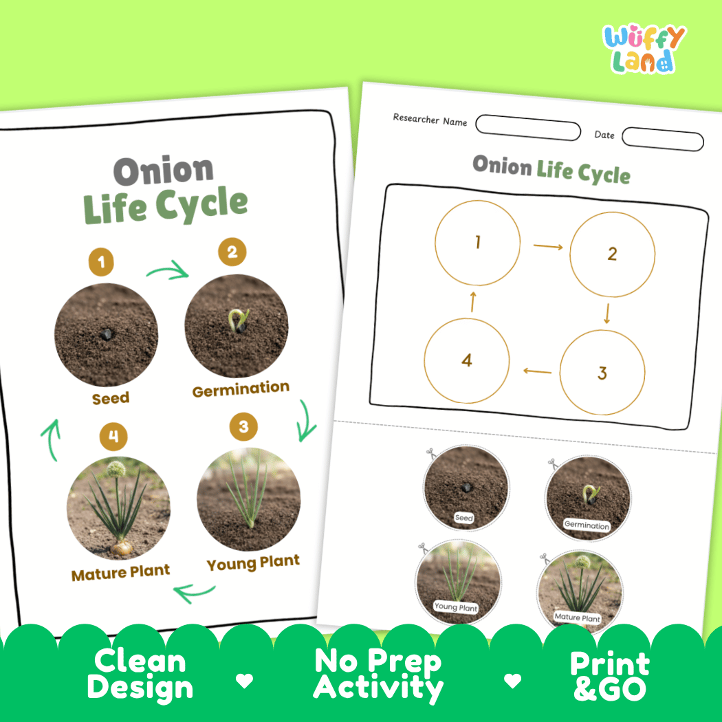 Print and go digital PDF plant science activity featuring clean design layout, researcher name line, and zero prep classroom format