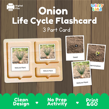 Onion Life Cycle Flashcard set by Wiffy Land, featuring a 3-part wooden card tray with photos of onion stages (seed, sprouting, mature plant) on a wood-grain background.