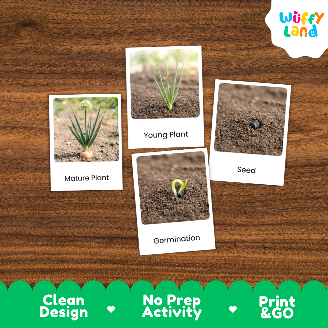 Four labeled photo cards showing plant growth stages—Mature Plant, Young Plant, Seed, and Germination—placed on a brown wood surface. The cards are part of a product presentation with a Wuffy Land logo in the top right and a green banner at the bottom reading Clean Design, No Prep Activity, and Print & GO.