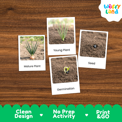 Four labeled photo cards showing plant growth stages—Mature Plant, Young Plant, Seed, and Germination—placed on a brown wood surface. The cards are part of a product presentation with a Wuffy Land logo in the top right and a green banner at the bottom reading Clean Design, No Prep Activity, and Print & GO.