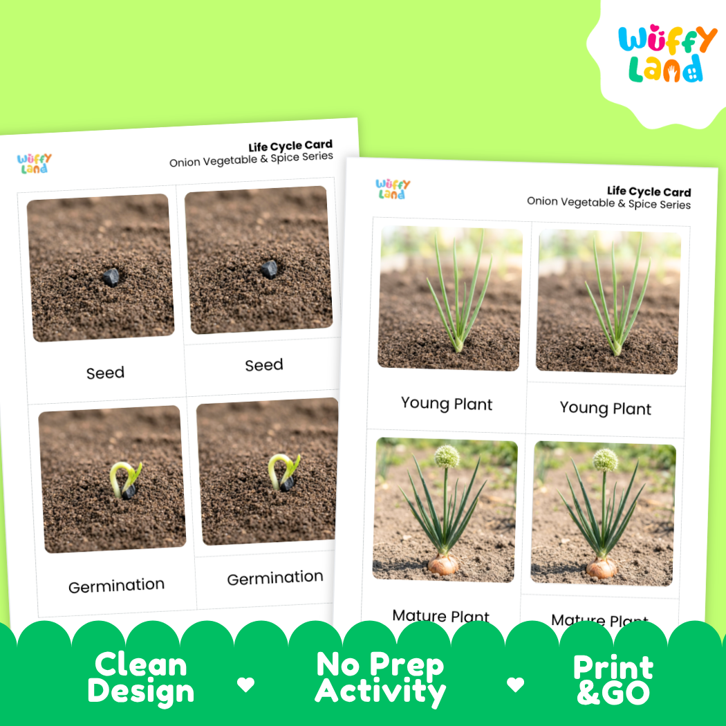 Two printed onion life cycle cards shown on a bright green background, with the Wiffy Land logo in the top right and a green banner at the bottom reading 'Clean Design', 'No Prep Activity', and 'Print & GO'. The cards show labeled photos of a seed, germination, young plant, and mature plant.