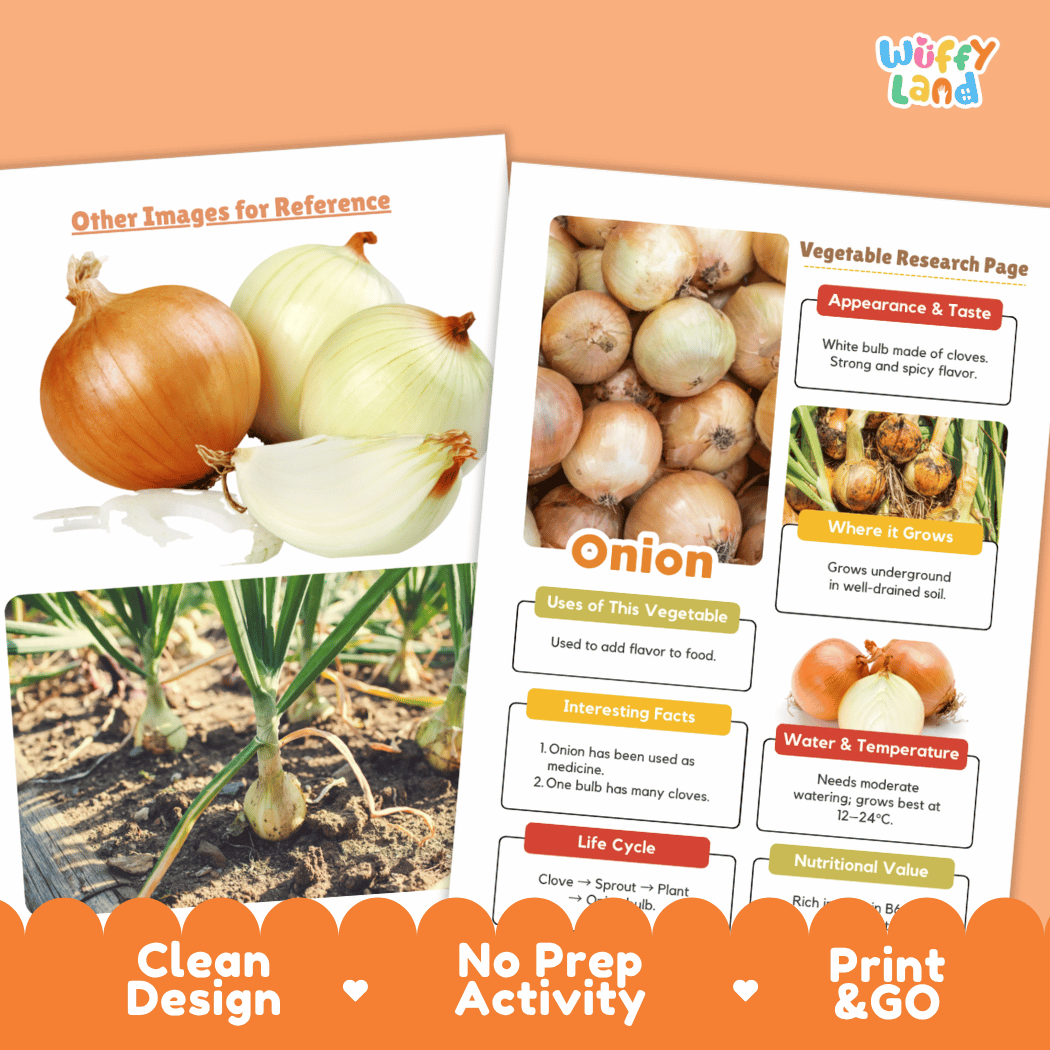 Onion Vegetable Research Page Science Worksheets and Fact Sheet
