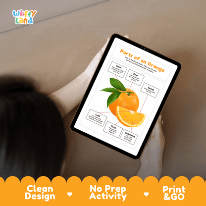 Educational cut and paste orange fruit anatomy worksheet with printable word cutout tiles for peel, segments, flesh, seeds, pith, and stem
