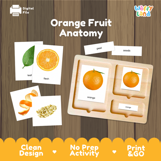 Orange Fruit Anatomy Montessori 3-part cards printable botany activity pack overview from Wuffy Land arranged on wooden display tray 🍊🍃