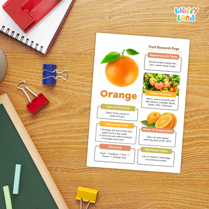 A printed fruit research page about orange displayed on a wooden desk, surrounded by school supplies including a spiral notebook, binder clips, chalk, and a red folder. The page features an orange illustration and text sections about the fruit.