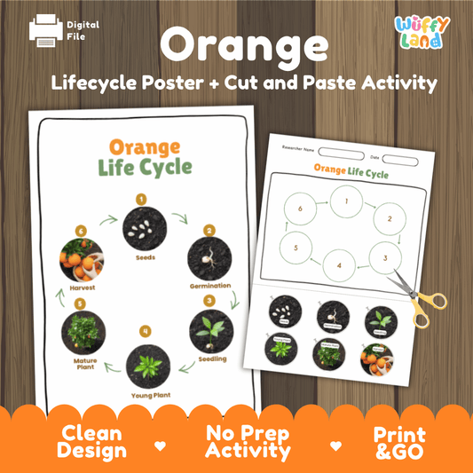 Orange Lifecycle Poster and Cut and Paste Activity Worksheets | Plant Science Printables