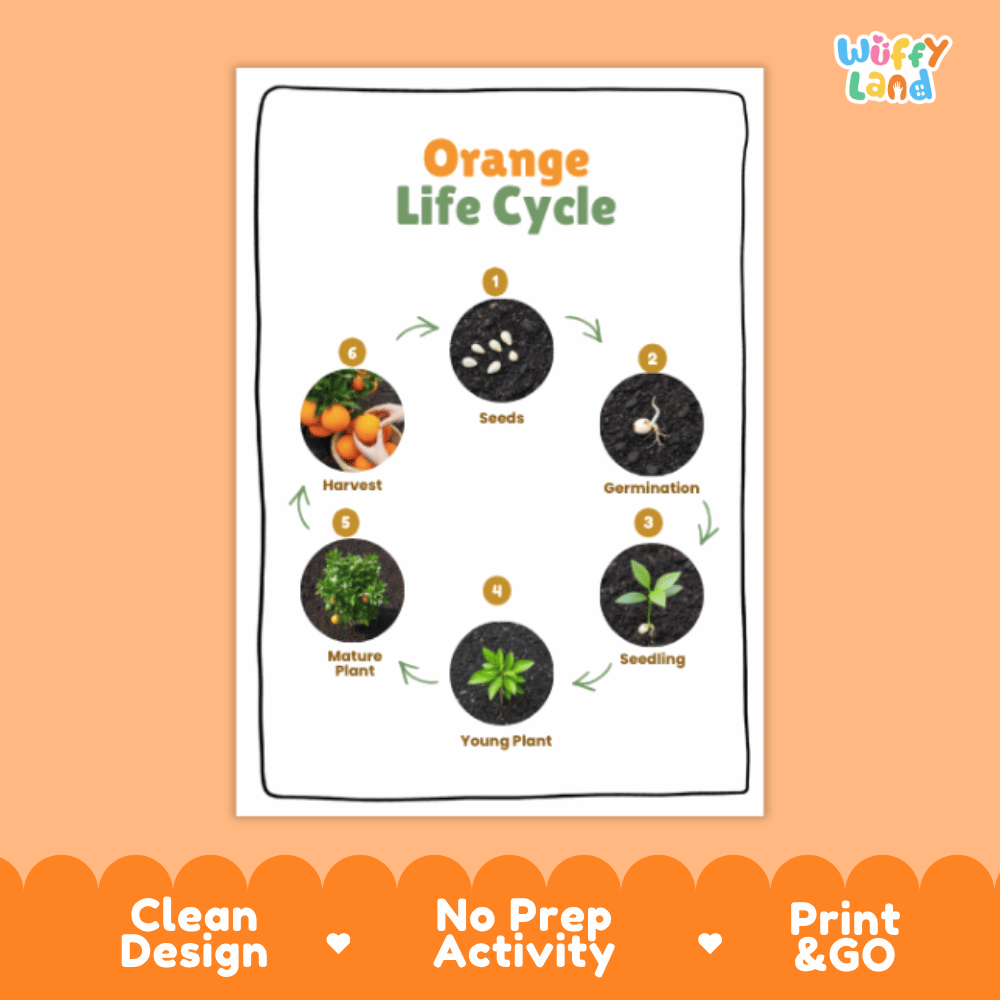 Orange Lifecycle Poster and Cut and Paste Activity Worksheets | Plant Science Printables
