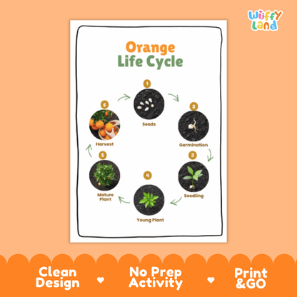 Orange Lifecycle Poster and Cut and Paste Activity Worksheets | Plant Science Printables