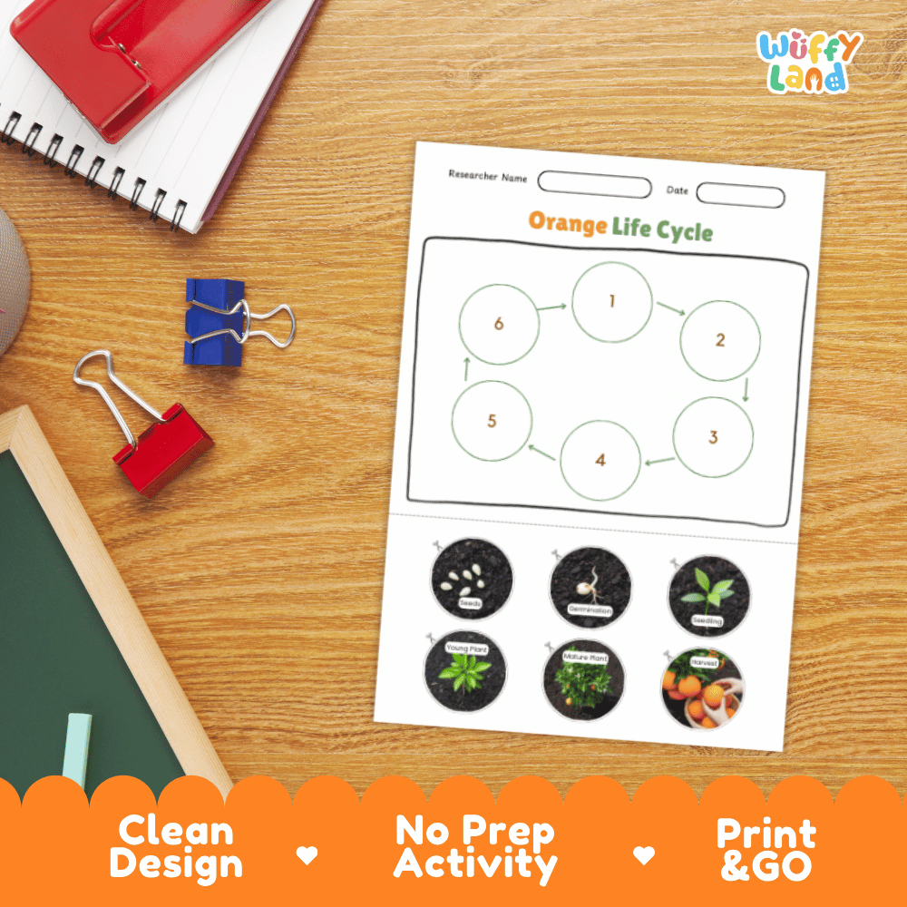 Orange Lifecycle Poster and Cut and Paste Activity Worksheets | Plant Science Printables