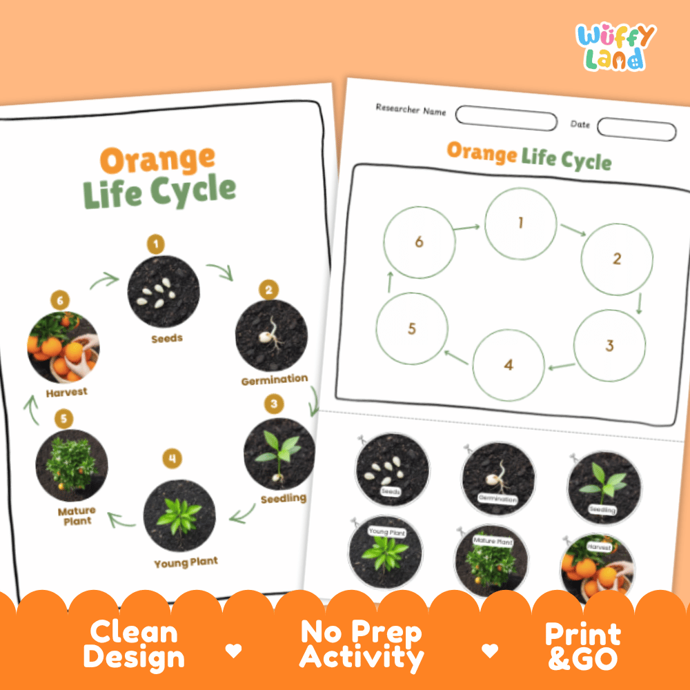 Orange Lifecycle Poster and Cut and Paste Activity Worksheets | Plant Science Printables