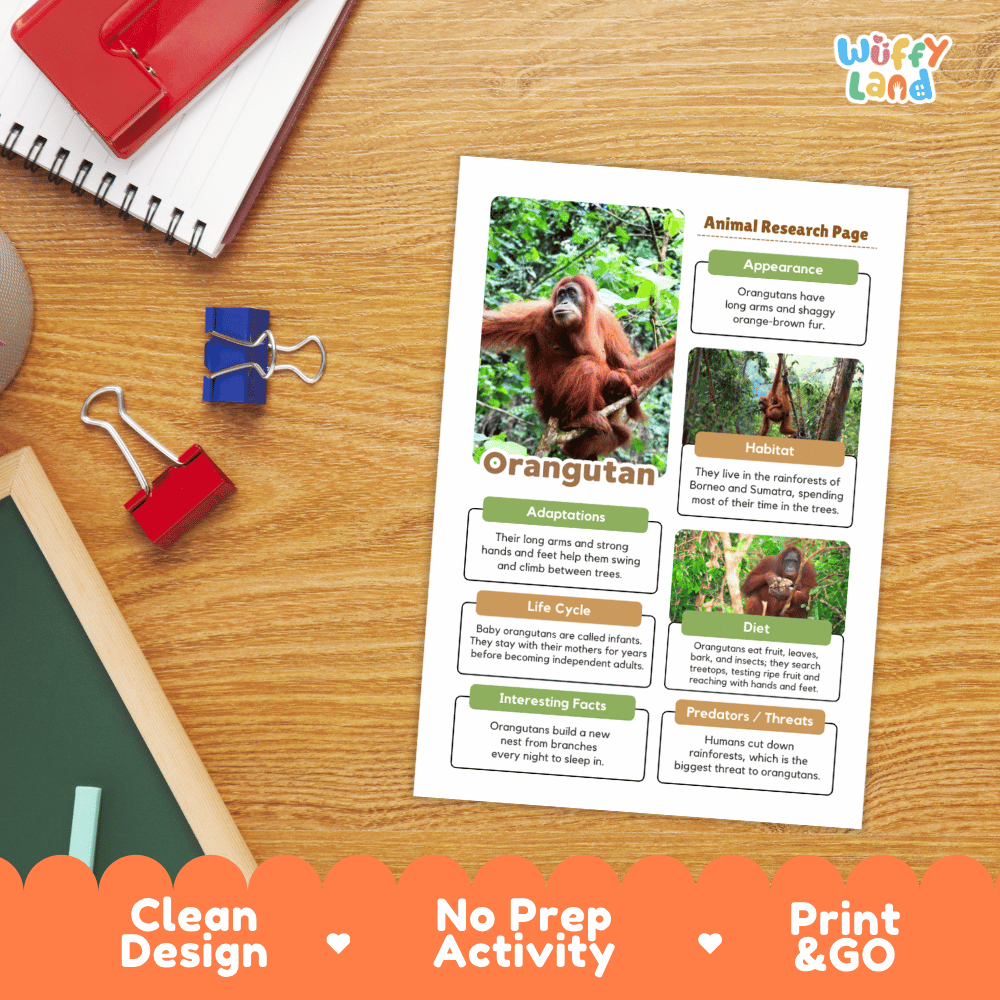 An educational activity sheet titled 'Animal Research Page - Orangutan' displayed on a wooden desk. The sheet features a white background with colorful text boxes, images of an orangutan, and a green header.