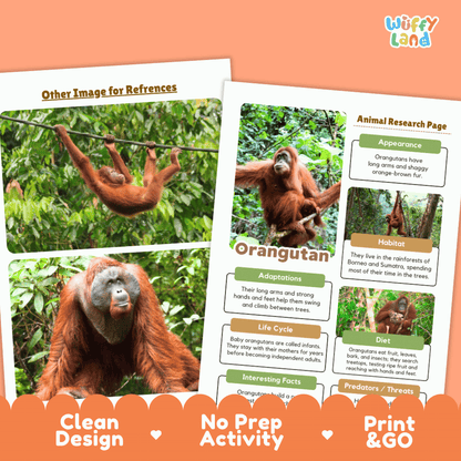 Two printed activity sheets for learning about orangutans, shown on a white background with an orange decorative banner at the bottom. The sheets include photos of orangutans, labeled sections for appearance, habitat, adaptations, life cycle, interesting facts, and a reference image area.