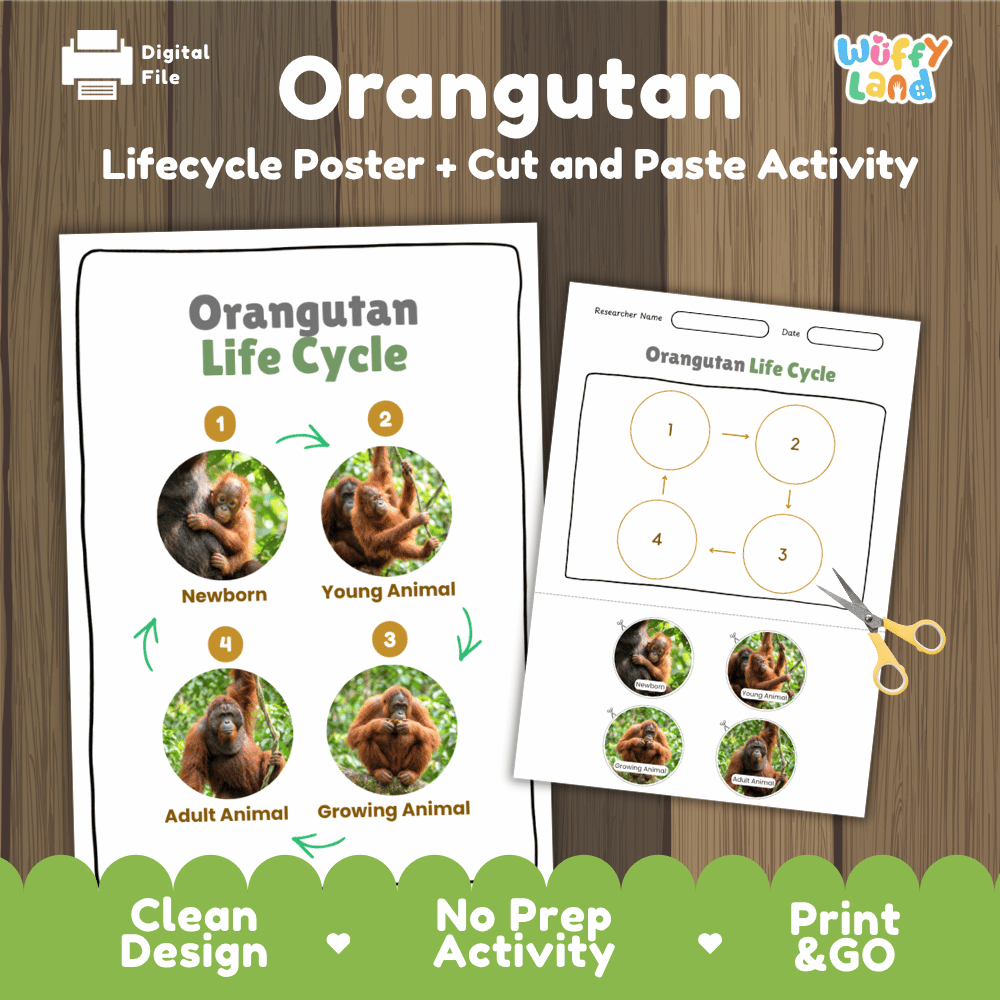 Orangutan Life Cycle Poster and Cut and Paste Activity Worksheets