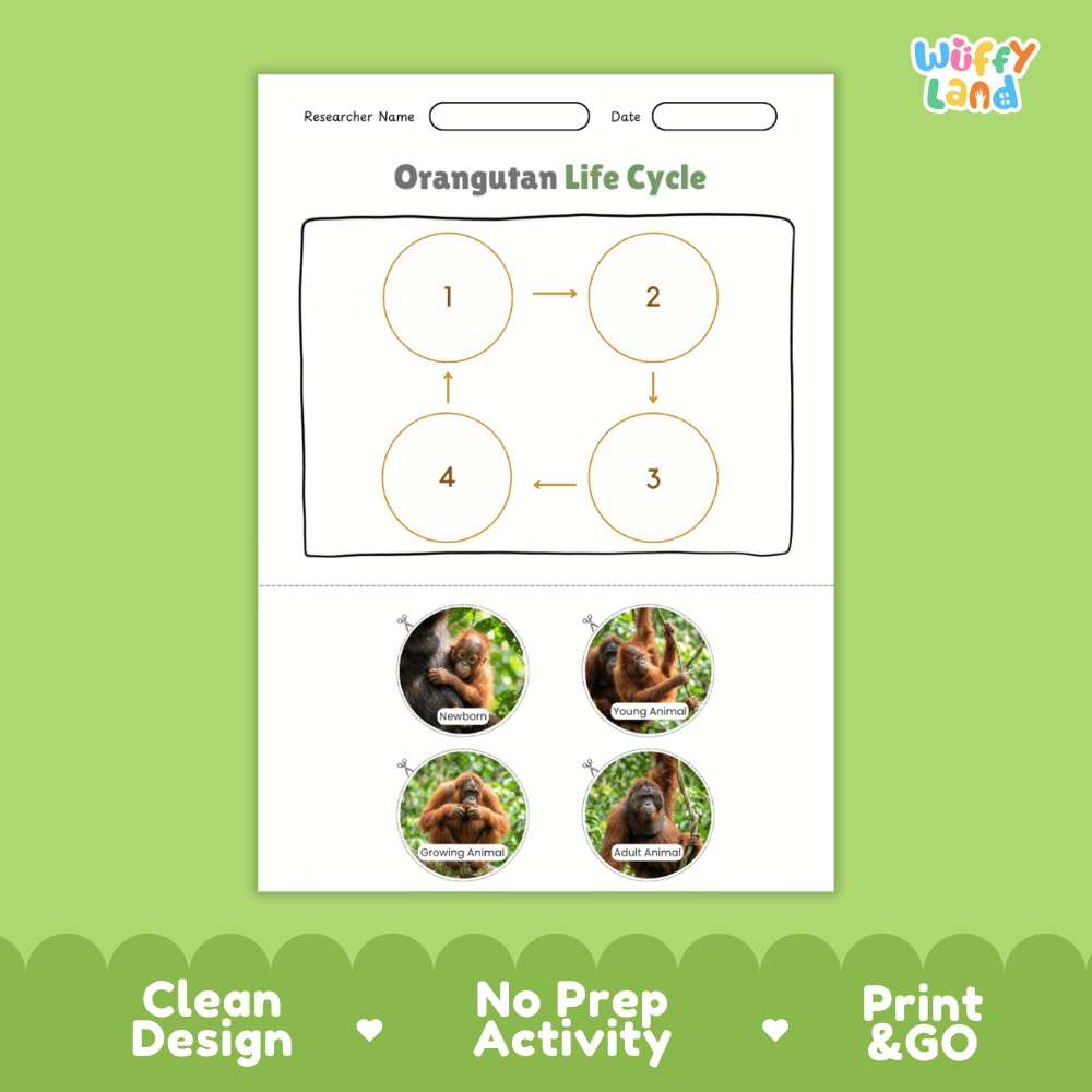 Orangutan Life Cycle Poster and Cut and Paste Activity Worksheets