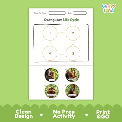 Orangutan Life Cycle Poster and Cut and Paste Activity Worksheets
