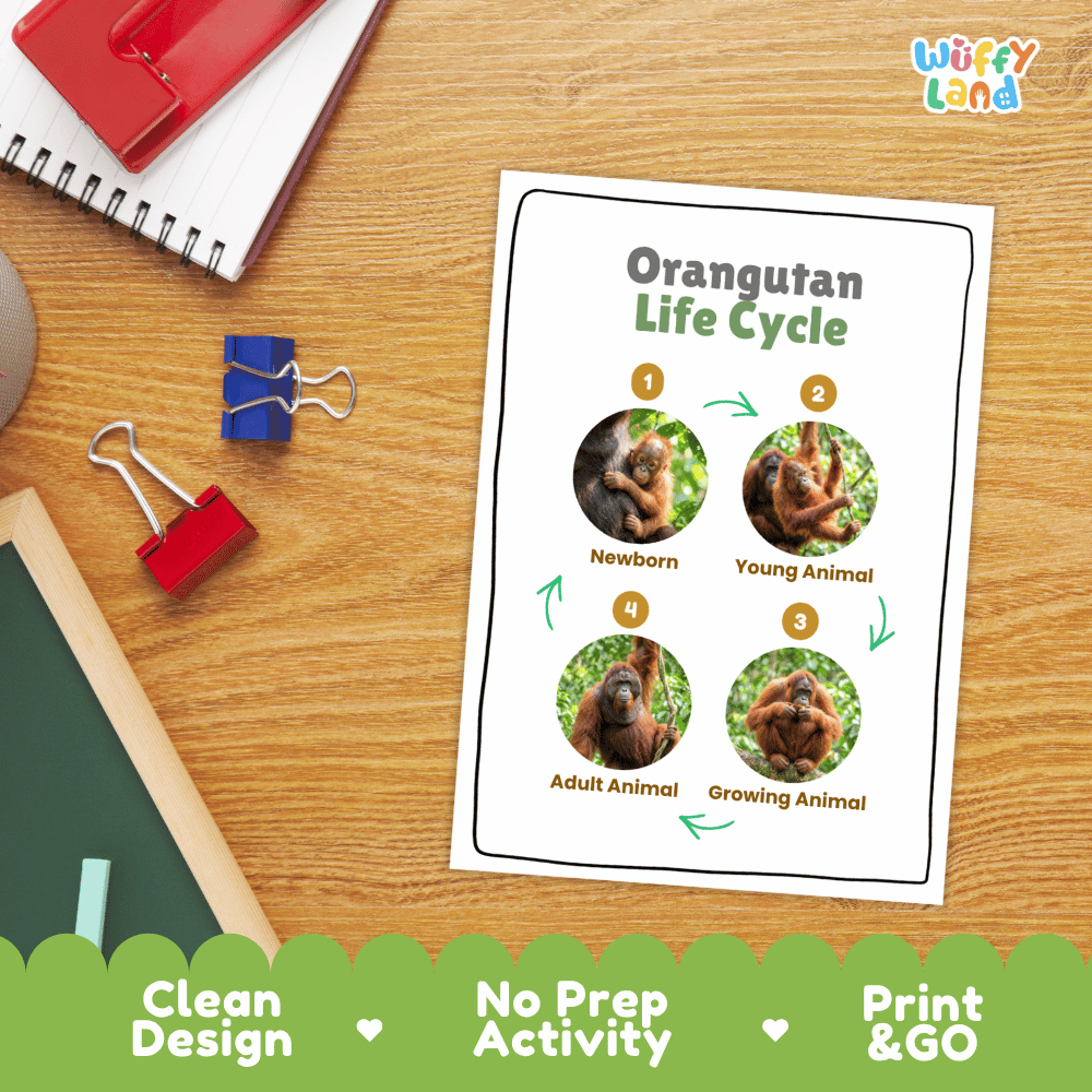 Orangutan Life Cycle Poster and Cut and Paste Activity Worksheets
