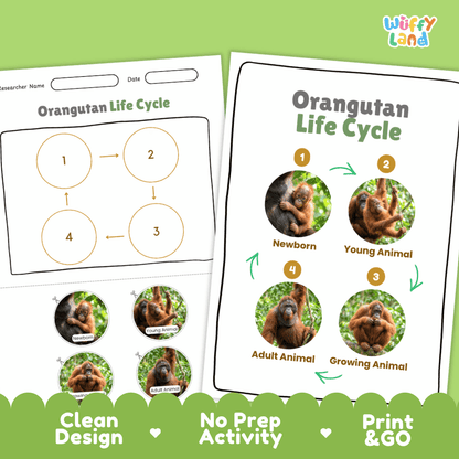 Orangutan Life Cycle Poster and Cut and Paste Activity Worksheets