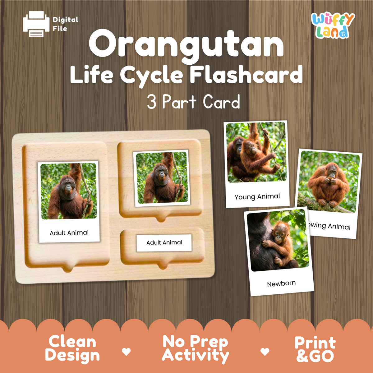 Flashcard set for orangutan life cycle learning, featuring a wooden 3-part card tray with labeled sections for adult, young, and newborn orangutans, plus three sample animal photos on a wood-textured background. Text reads 'Orangutan Life Cycle Flashcard' and '3 Part Card'; 'Wiffy Land' logo appears in the top right.