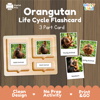 Flashcard set for orangutan life cycle learning, featuring a wooden 3-part card tray with labeled sections for adult, young, and newborn orangutans, plus three sample animal photos on a wood-textured background. Text reads 'Orangutan Life Cycle Flashcard' and '3 Part Card'; 'Wiffy Land' logo appears in the top right.