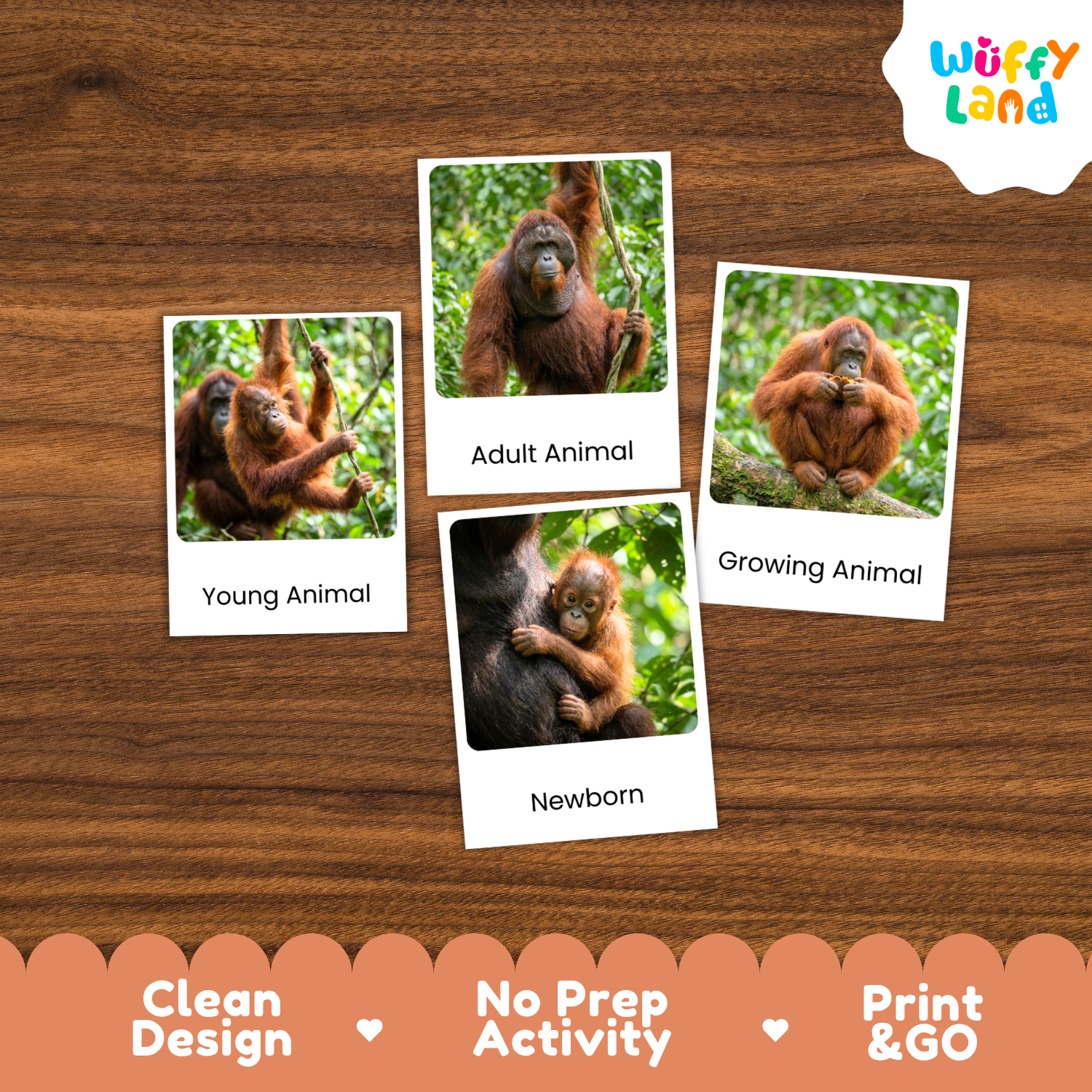 Four educational animal identification cards featuring photos of orangutans and labels ('Young Animal', 'Adult Animal', 'Growing Animal', 'Newborn') arranged on a brown wood background. The 'Wuffy Land' brand logo appears in the top right corner.