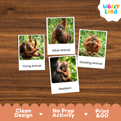 Four educational animal identification cards featuring photos of orangutans and labels ('Young Animal', 'Adult Animal', 'Growing Animal', 'Newborn') arranged on a brown wood background. The 'Wuffy Land' brand logo appears in the top right corner.