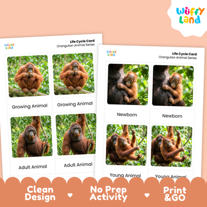Two printed orangeutan life cycle cards shown on a peach background, with the Wüffy Land logo in the top right and promotional text along the bottom: Clean Design, No Prep Activity, Print & Go.