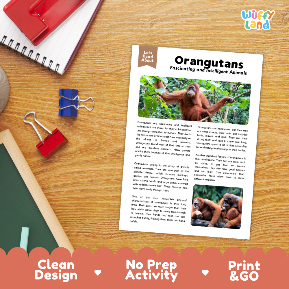 An educational activity sheet about orangutans is displayed on a wooden desk with school supplies. The sheet features a title 'Orangutans Fascinating and Intelligent Animals' with text and animal photos.