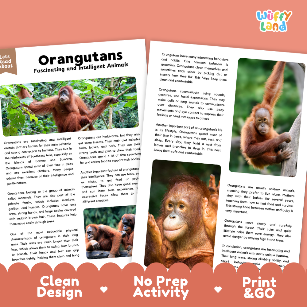 Orangutans Reading Passage and Comprehension Questions Worksheets with Answer Key