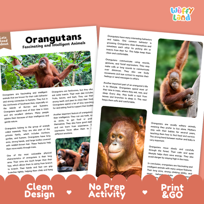 Orangutans Reading Passage and Comprehension Questions Worksheets with Answer Key