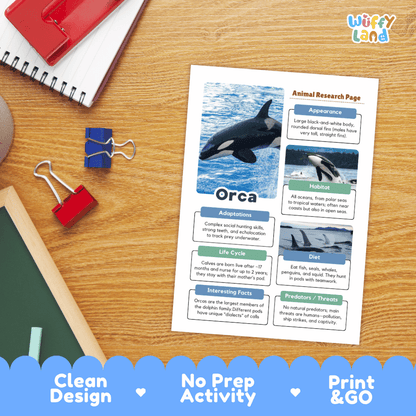 An educational Orca animal research activity sheet displayed on a wooden desk with school supplies. The white printed sheet features a photo of an orca and text boxes about orca adaptations, life cycle, habitat, diet, and predators.