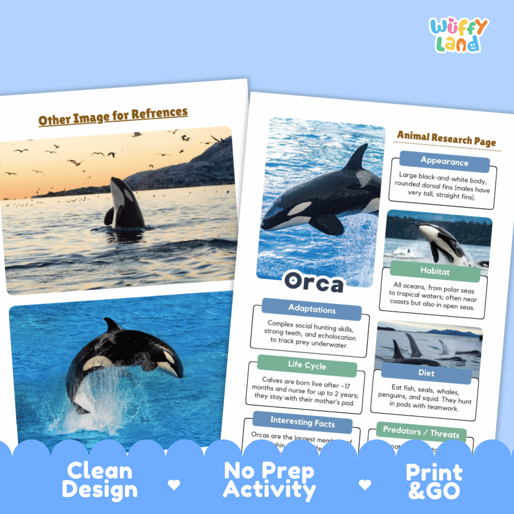 Two printed educational activity sheets about orcas are shown on a light blue background with marketing text reading 'Clean Design,' 'No Prep Activity,' and 'Print & GO.' The sheets include labeled sections such as Appearance, Habitat, Adaptations, Life Cycle, Diet, and Interesting Facts, with photos of an orca in the ocean.