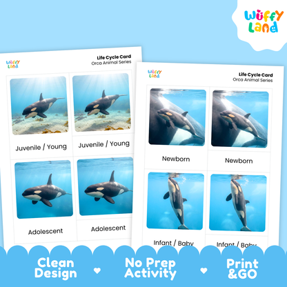Two printed life cycle cards for an orca animal series shown on a light blue background. The cards show underwater photos of orcas in juvenile, adolescent, newborn, and infant stages, with the Wiffy Land logo in the top right corner.