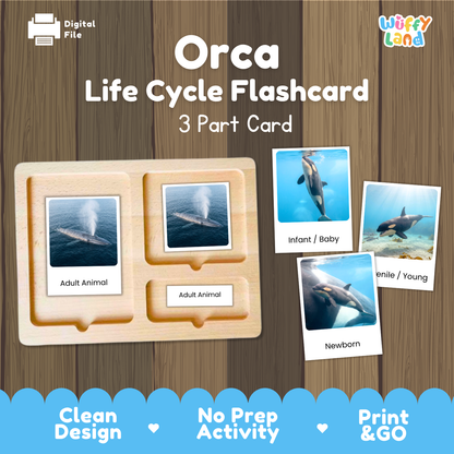 Orca Life Cycle Flashcard set by Wiffy Land, featuring a wooden 3-part card tray with labeled slots for Adult Animal, Infant/Baby, and Newborn, alongside sample flashcards showing orca photos on a wood-textured background.
