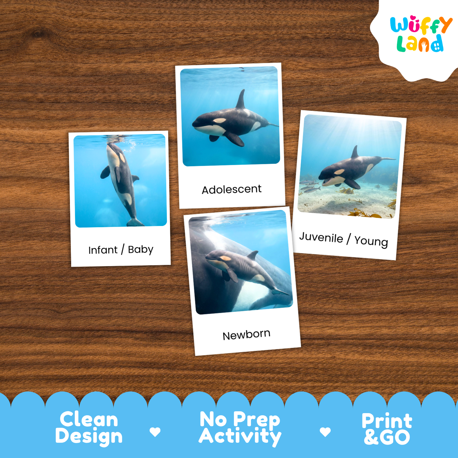Four printed activity cards showing orca photos labeled Infant/Baby, Adolescent, Juvenile/Young, and Newborn, arranged on a wood surface. The brand logo 'Wuffi Land' appears in the top right, and a blue scalloped banner at the bottom reads 'Clean Design', 'No Prep Activity', and 'Print & GO'.