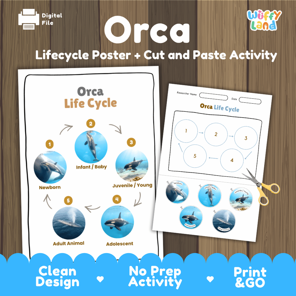 Orca Life Cycle Poster and Cut and Paste Activity Worksheets