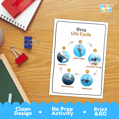 Orca Life Cycle Poster and Cut and Paste Activity Worksheets