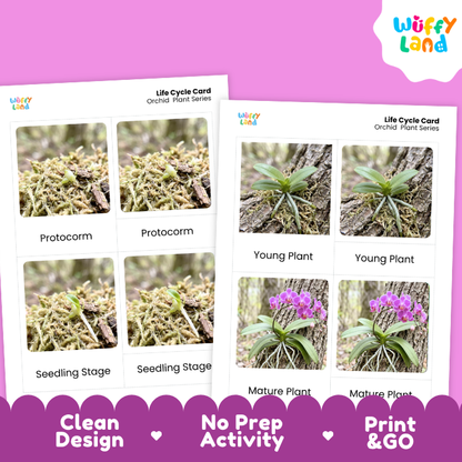 Orchid Life Cycle Flashcards | 3 Part Cards Montessori Science Activity