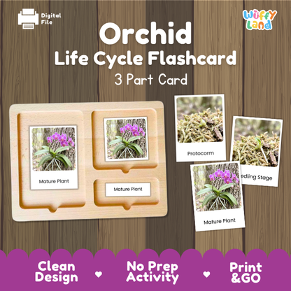 Orchid Life Cycle Flashcards | 3 Part Cards Montessori Science Activity