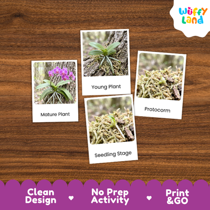 Orchid Life Cycle Flashcards | 3 Part Cards Montessori Science Activity
