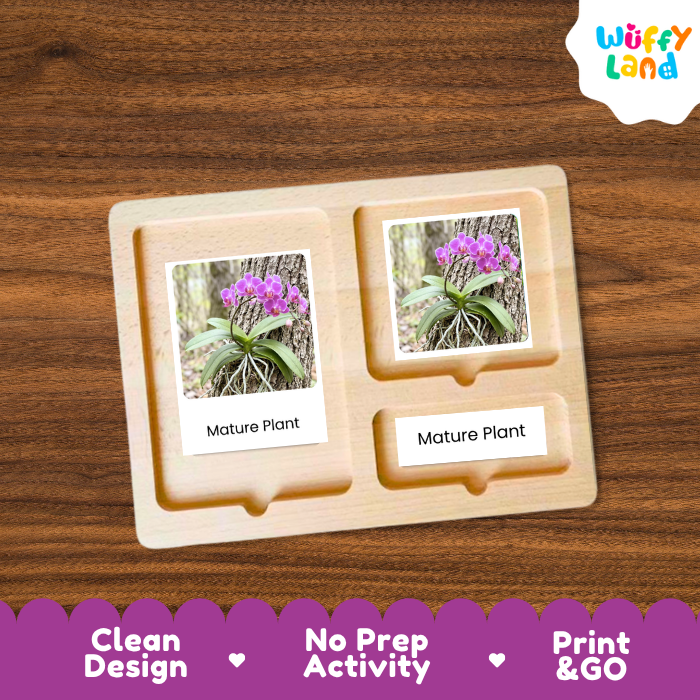 Orchid Life Cycle Flashcards | 3 Part Cards Montessori Science Activity