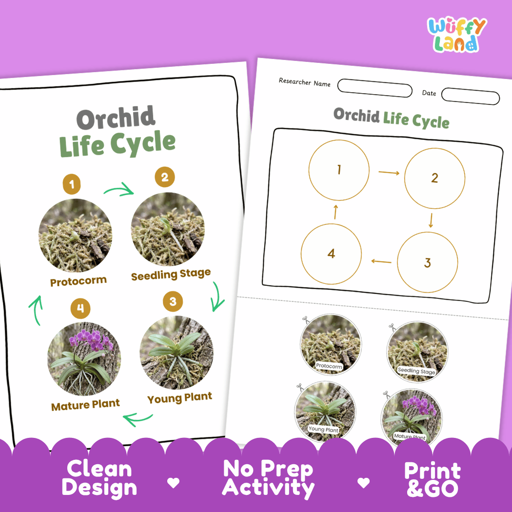 Orchid Life Cycle Poster and Cut and Paste Worksheet Activity