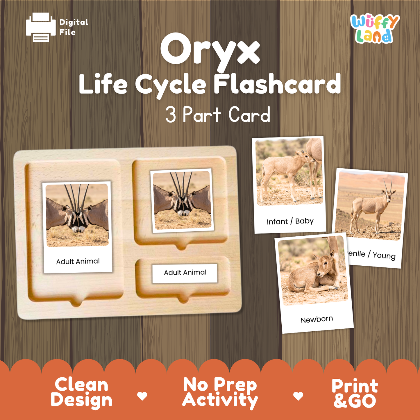 Oryx Life Cycle Flashcard 3 Part Cards Science Activity Printable