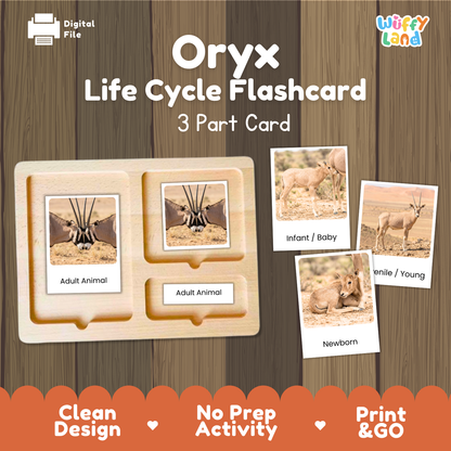Oryx Life Cycle Flashcard 3 Part Cards Science Activity Printable