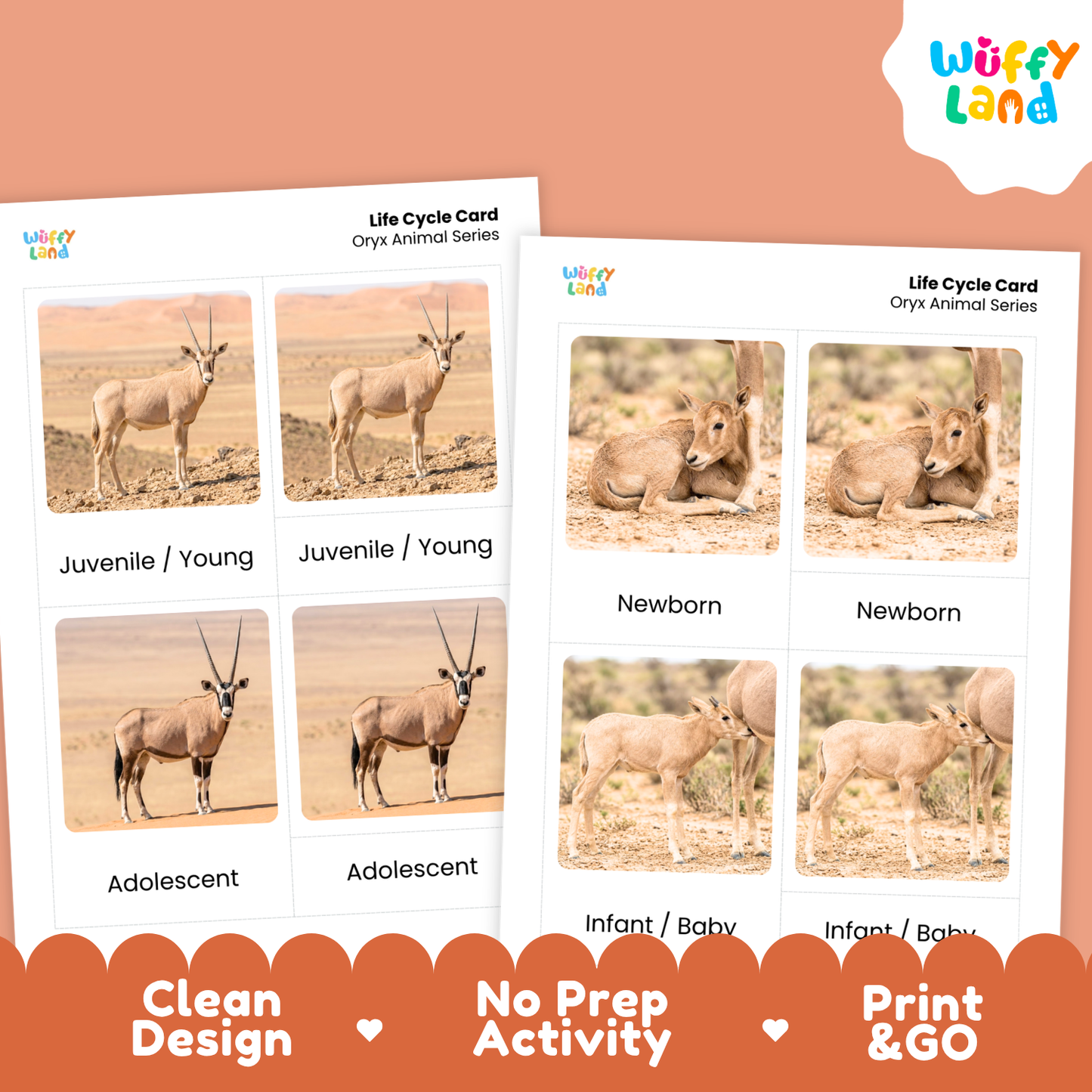 Two printable animal life cycle cards for oryx animals shown on a peach background with a Wiffy Land logo and promotional text at the bottom.