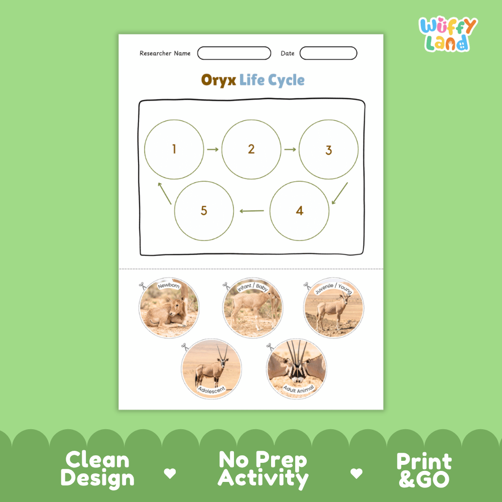 Oryx Life Cycle Poster and Cut and Paste Activity Worksheets