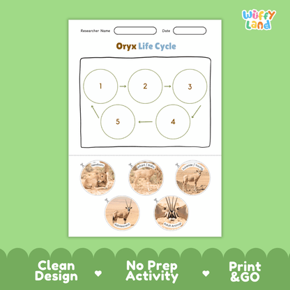 Oryx Life Cycle Poster and Cut and Paste Activity Worksheets