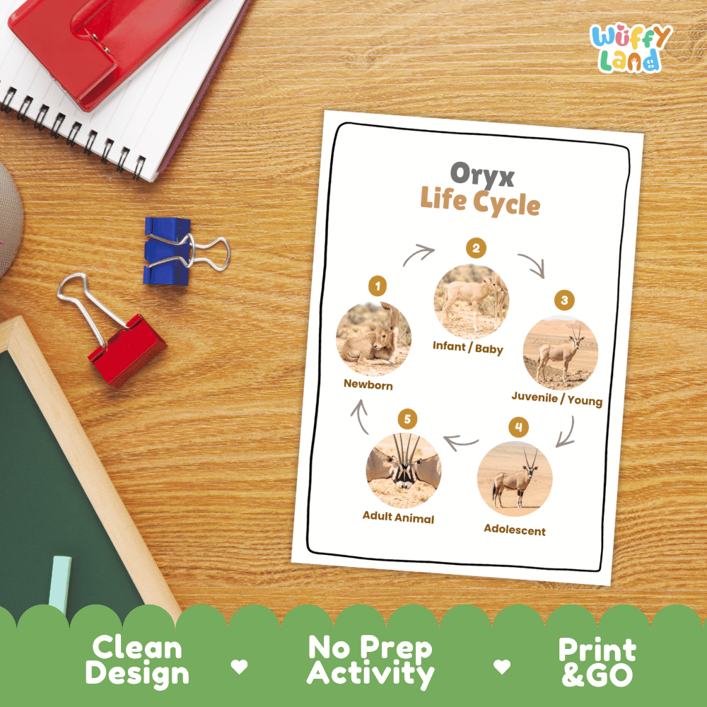 Oryx Life Cycle Poster and Cut and Paste Activity Worksheets