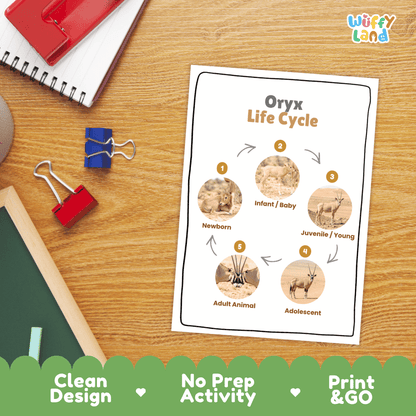 Oryx Life Cycle Poster and Cut and Paste Activity Worksheets