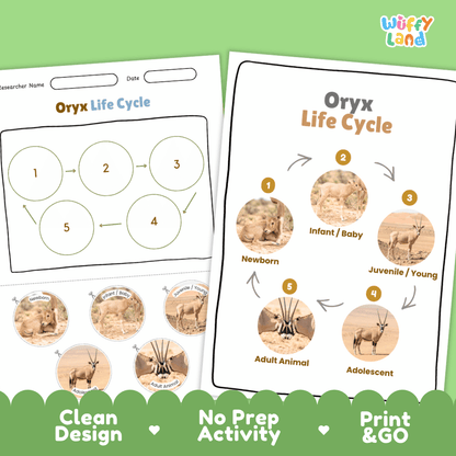 Oryx Life Cycle Poster and Cut and Paste Activity Worksheets